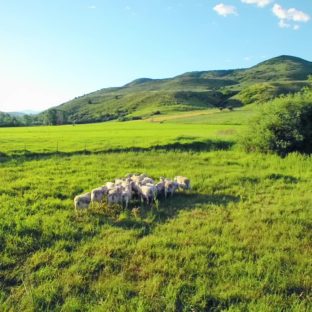 Smartsheepドライヤーボールのプロモーション動画が完成しました!