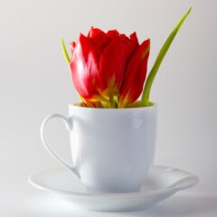 母の日におしゃれなコーヒーカップを贈ろう！